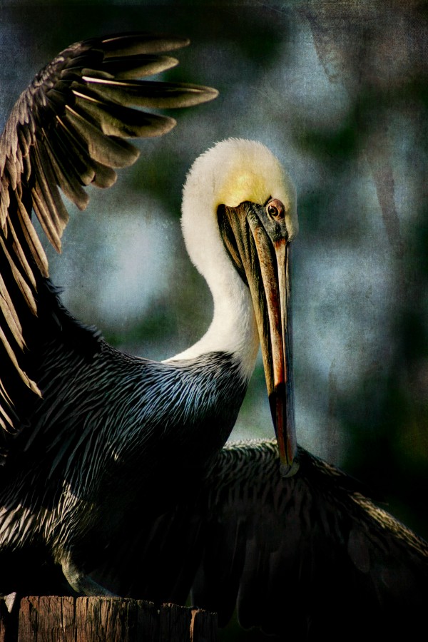 Brown Pelican- Fish Tale by JMcCool